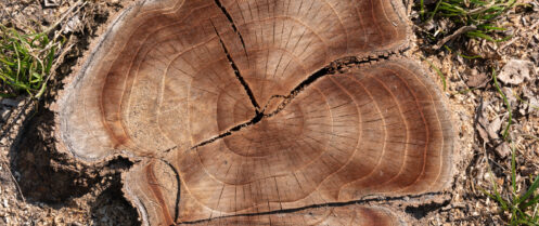 Beautiful stump in the garden. Old tree stump