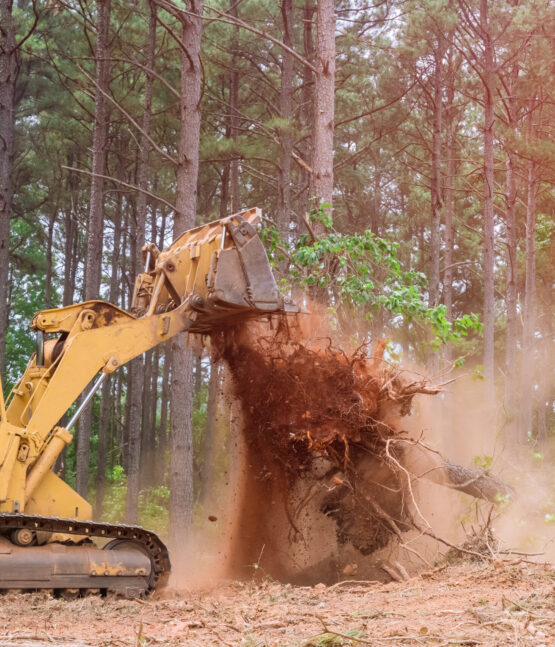 In order to prepare the ground for subdivision development, tractor skid steers were used to uproot trees that were growing in the way during construction